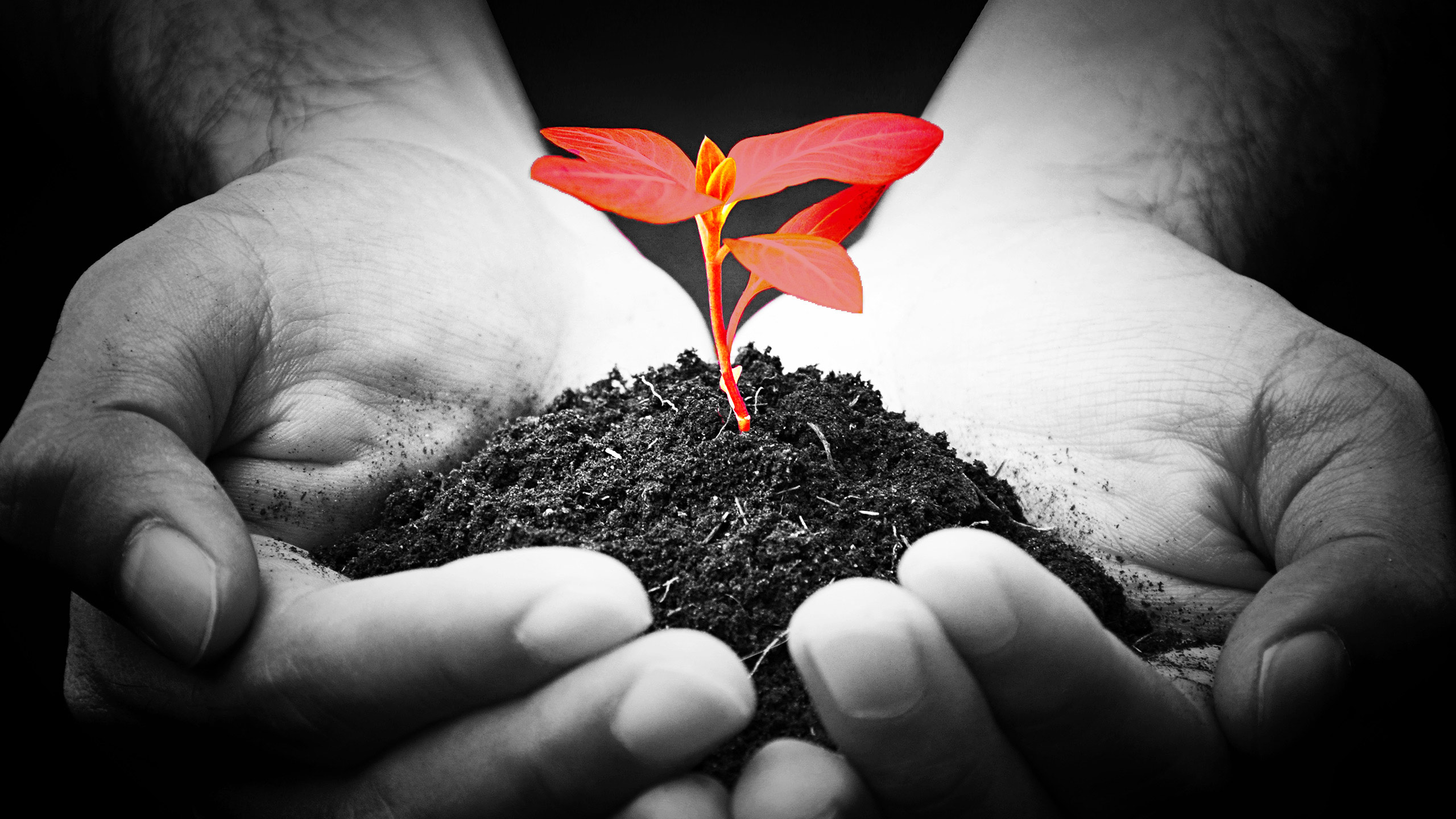Two cupped hands holding dirt with a small red plant sprouting out of the dirt